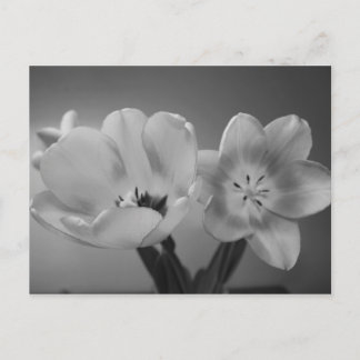 Doppelte Delikatstühlen in monochromen Postkarten