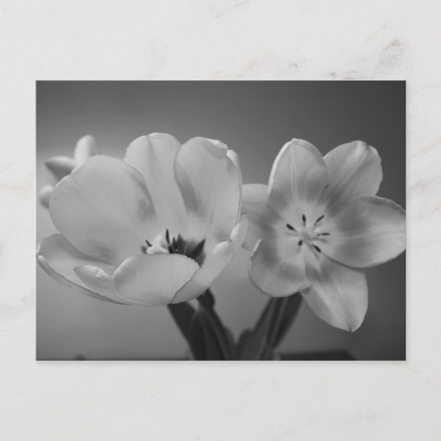 Doppelte Delikatstühlen in monochromen Postkarten (Vorderseite)