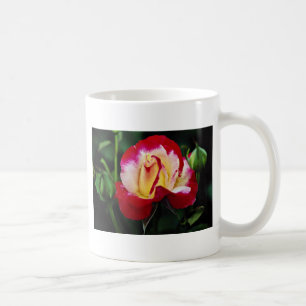 Doppelte Freuden-hybrider Tee-Rose "Andeli" weiße Tasse