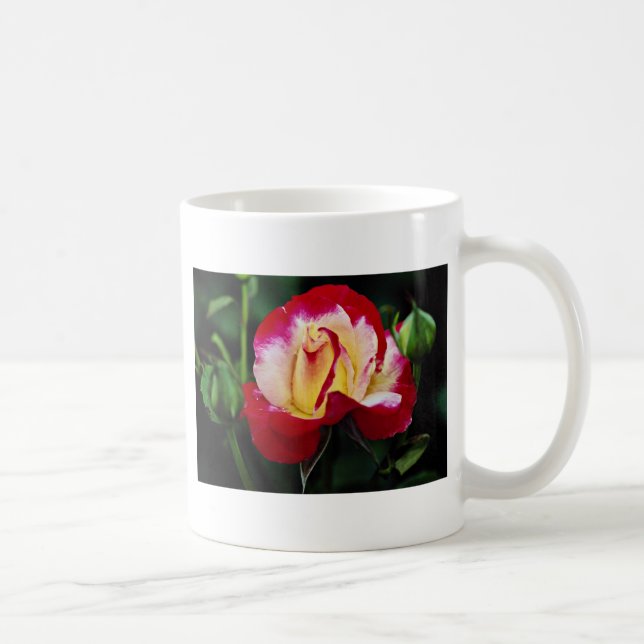 Doppelte Freuden-hybrider Tee-Rose "Andeli" weißer Tasse (Rechts)