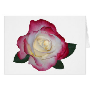Doppelte Freuden-Rose