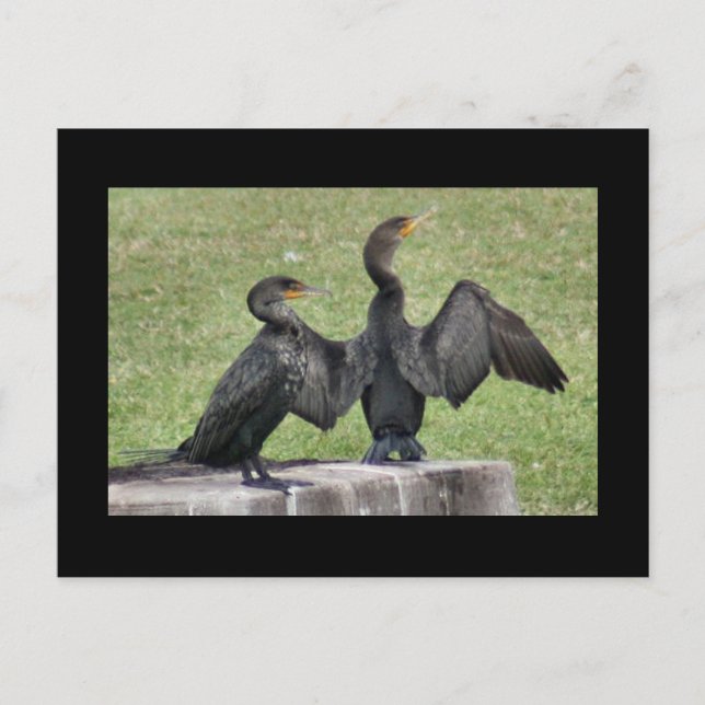 Doppelte Kormoran-Foto-Postkarte mit Haube Postkarte (Vorderseite)