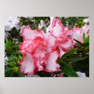 Doppelte rote und weiße Azaleen Frühlingsblumen Poster