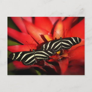 Doppeltes Problem Postkarte