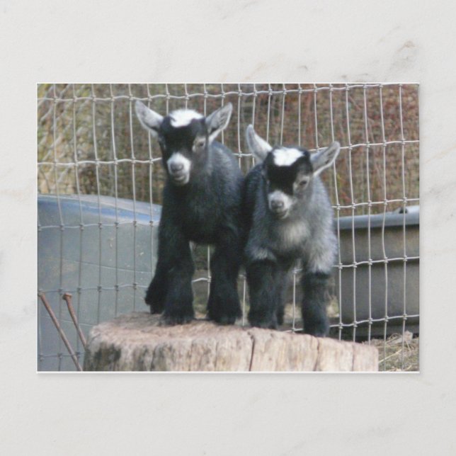 Doppeltes Problem Postkarte (Vorderseite)