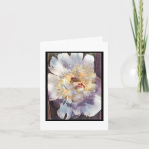 Doppelweißer Peony mit rosa Kanten Grußkarte Karte