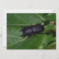 Dorcus parallelipipedus , der kleinere Hirschkäfer