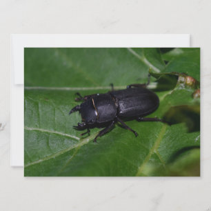 Dorcus parallelipipedus , der kleinere Hirschkäfer