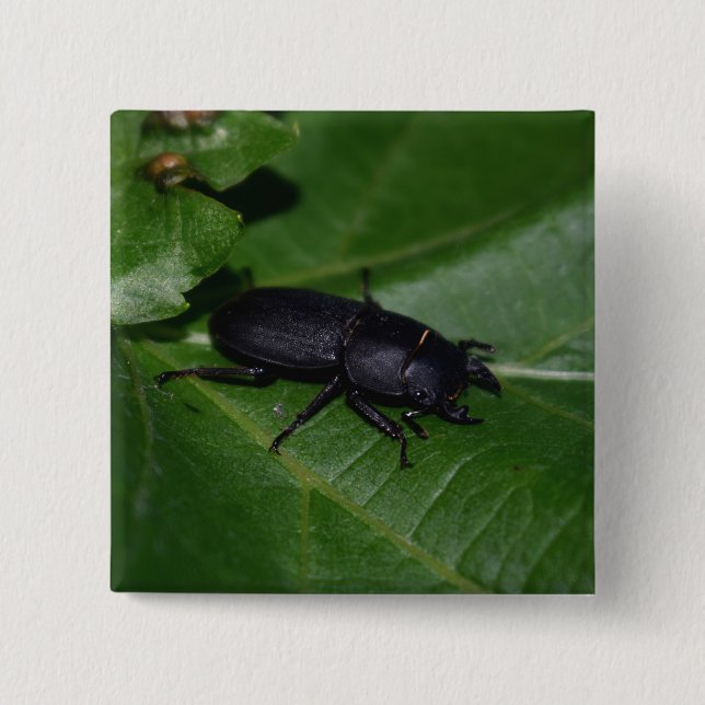 Dorcus parallelipipedus , der kleinere Hirschkäfer Button (Vorderseite)