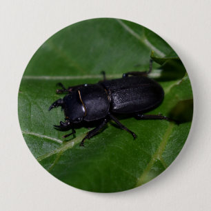 Dorcus parallelipipedus , der kleinere Hirschkäfer Button