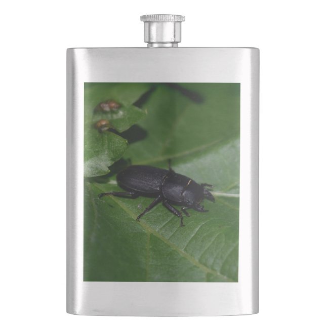 Dorcus parallelipipedus , der kleinere Hirschkäfer Flachmann (Vorderseite)