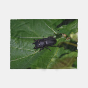 Dorcus parallelipipedus , der kleinere Hirschkäfer Fleecedecke