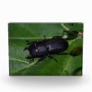 Dorcus parallelipipedus , der kleinere Hirschkäfer Fotoblock
