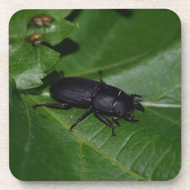 Dorcus parallelipipedus , der kleinere Hirschkäfer Getränkeuntersetzer (Vorderseite)