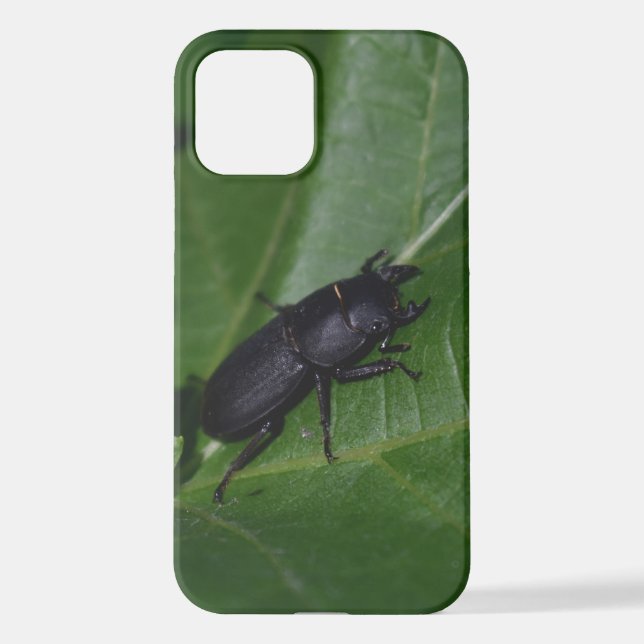 Dorcus parallelipipedus , der kleinere Hirschkäfer iPhone Hülle (Rückseite)