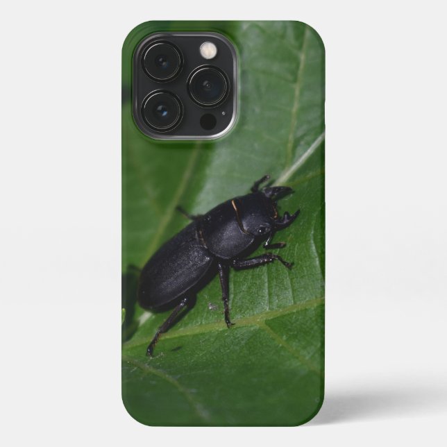 Dorcus parallelipipedus , der kleinere Hirschkäfer iPhone Hülle (Rückseite)