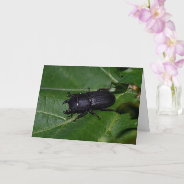 Dorcus parallelipipedus , der kleinere Hirschkäfer Karte (Orchidee)