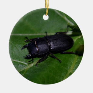 Dorcus parallelipipedus , der kleinere Hirschkäfer Keramik Ornament