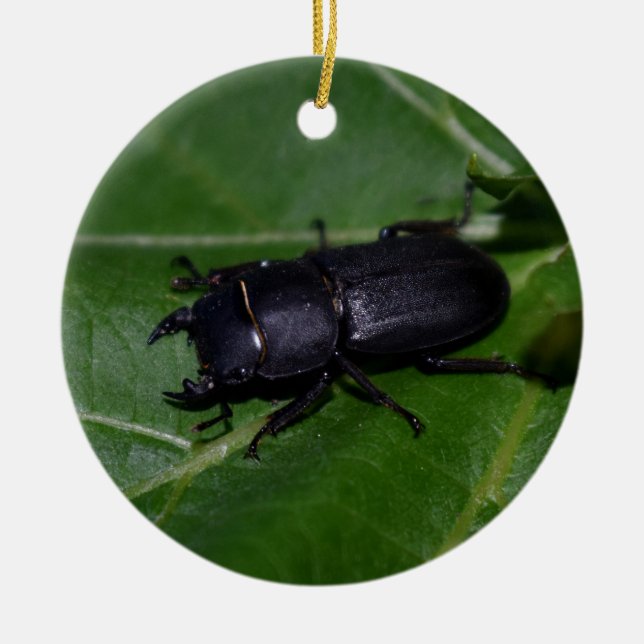 Dorcus parallelipipedus , der kleinere Hirschkäfer Keramik Ornament (Vorne)