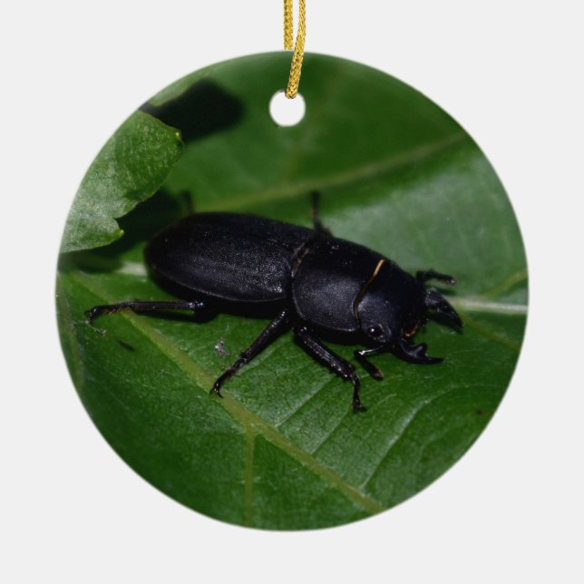 Dorcus parallelipipedus , der kleinere Hirschkäfer Keramik Ornament (Vorne)