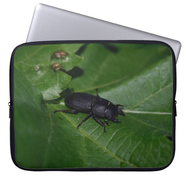 Dorcus parallelipipedus , der kleinere Hirschkäfer Laptopschutzhülle (Vorderseite)