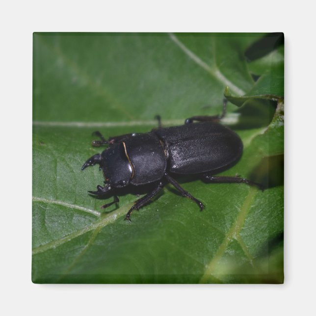 Dorcus parallelipipedus , der kleinere Hirschkäfer Magnet (Vorne)
