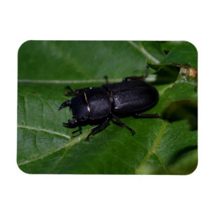 Dorcus parallelipipedus , der kleinere Hirschkäfer Magnet