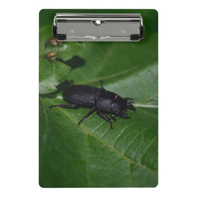 Dorcus parallelipipedus , der kleinere Hirschkäfer Mini Klemmbrett (Vorderseite)