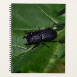 Dorcus parallelipipedus , der kleinere Hirschkäfer Planer