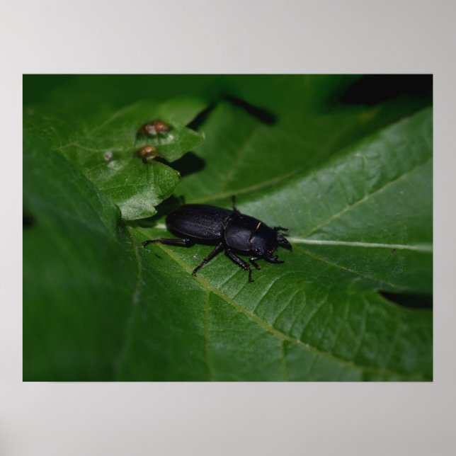 Dorcus parallelipipedus , der kleinere Hirschkäfer Poster (Vorne)