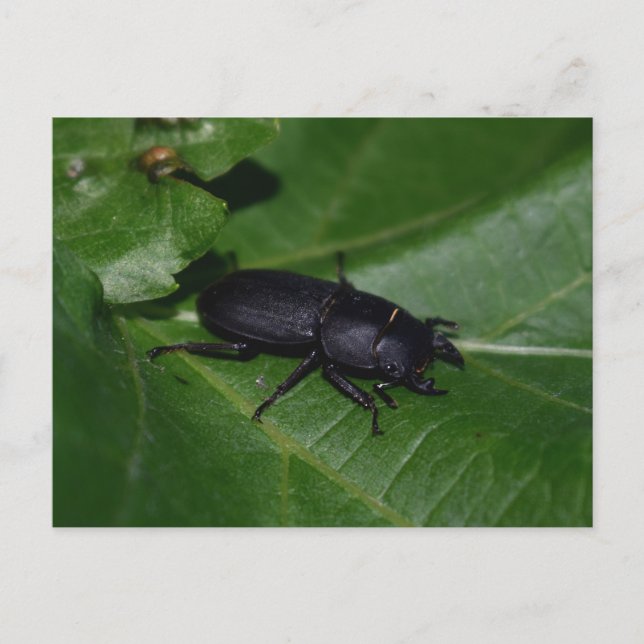 Dorcus parallelipipedus , der kleinere Hirschkäfer Postkarte (Vorderseite)