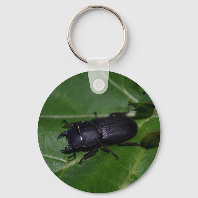 Dorcus parallelipipedus , der kleinere Hirschkäfer Schlüsselanhänger (Vorderseite)