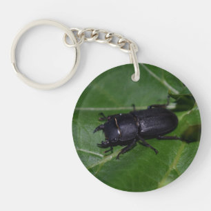 Dorcus parallelipipedus , der kleinere Hirschkäfer Schlüsselanhänger