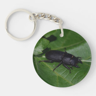 Dorcus parallelipipedus , der kleinere Hirschkäfer Schlüsselanhänger