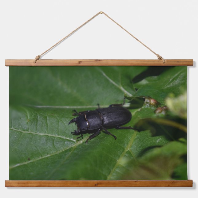 Dorcus parallelipipedus , der kleinere Hirschkäfer Wandteppich Mit Holzrahmen (Vorne)