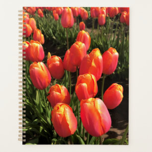 Dordogne Tulips, Oregon Planer