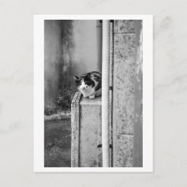 Dorfgemüsekatze Postkarte
