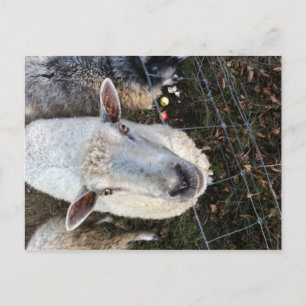 Doris das Schaf Postkarte