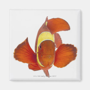 Dorn-Backe anemonefish (Premnas biaculeatus) Magnet