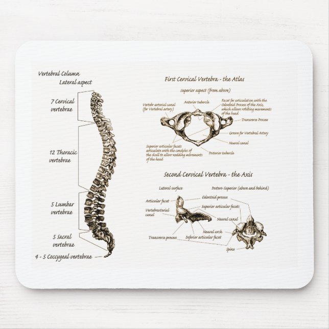 Dorn führt Sepia einzeln auf Mousepad (Vorne)