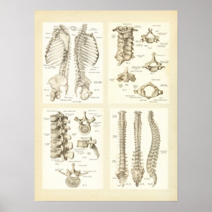 Dorn-und Wirbel-Anatomie-Plakat Poster