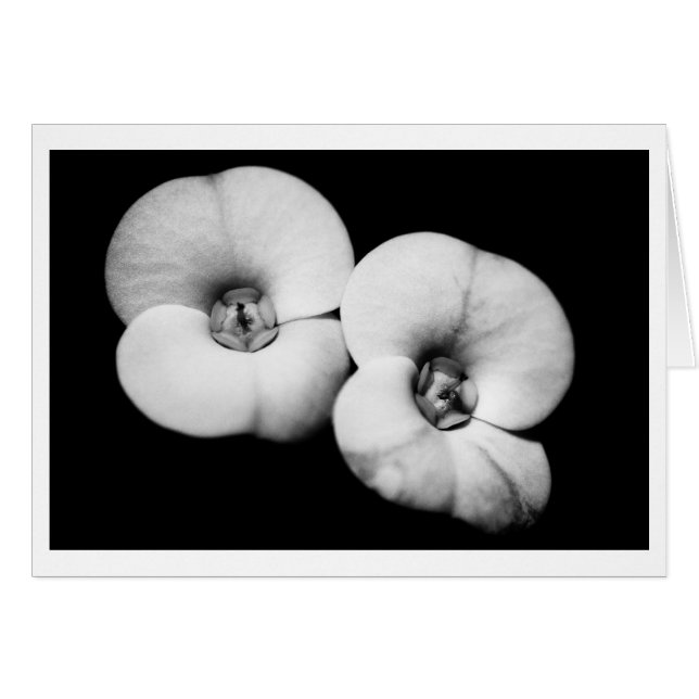 Dornenkrone (Vorderseite (Horizontal))