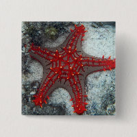 Dornenkrone Starfish auf dem Korallenriff