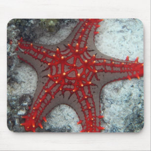 Dornenkrone Starfish auf dem Korallenriff Mousepad