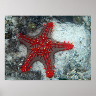 Dornenkrone Starfish auf dem Korallenriff Poster