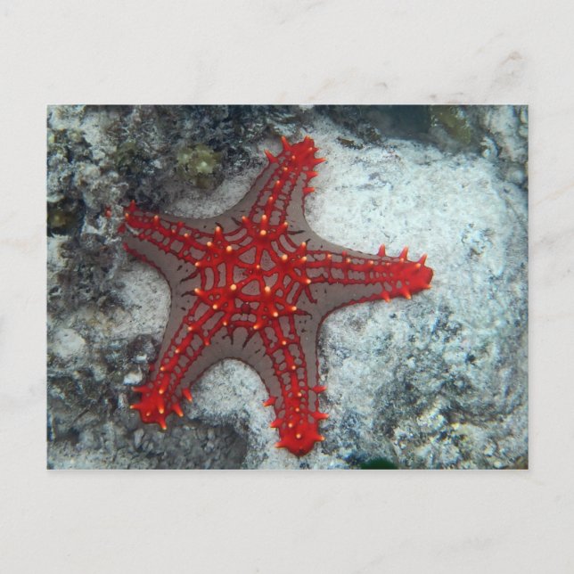 Dornenkrone Starfish auf dem Korallenriff Postkarte (Vorderseite)