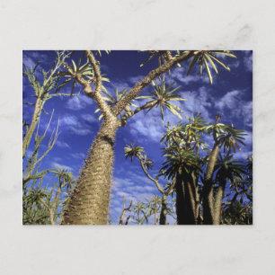Dornenwald aus Pachypodium-Bäumen Postkarte