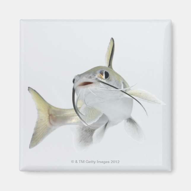 Dornhai (Hexanematichthys seemanni) 2 Magnet (Vorne)