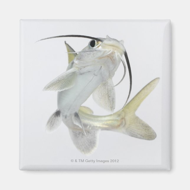 Dornhai (Hexanematichthys seemanni) Magnet (Vorne)