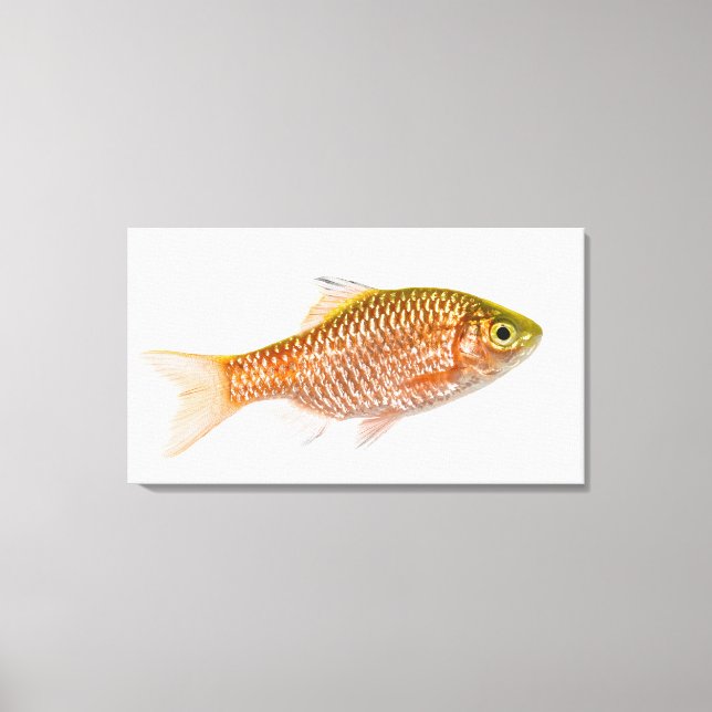 Dornhai (Puntius conchonius) Leinwanddruck (Vorderseite)